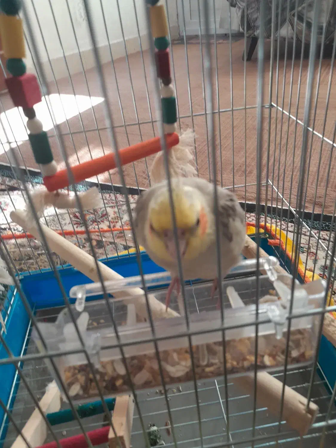 عروس هلندی|پرنده|آشخانه, |دیوار