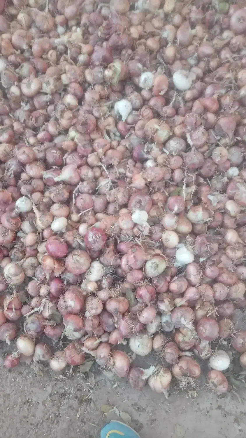 پیاز محلی|خوردنی و آشامیدنی|افشار, |دیوار