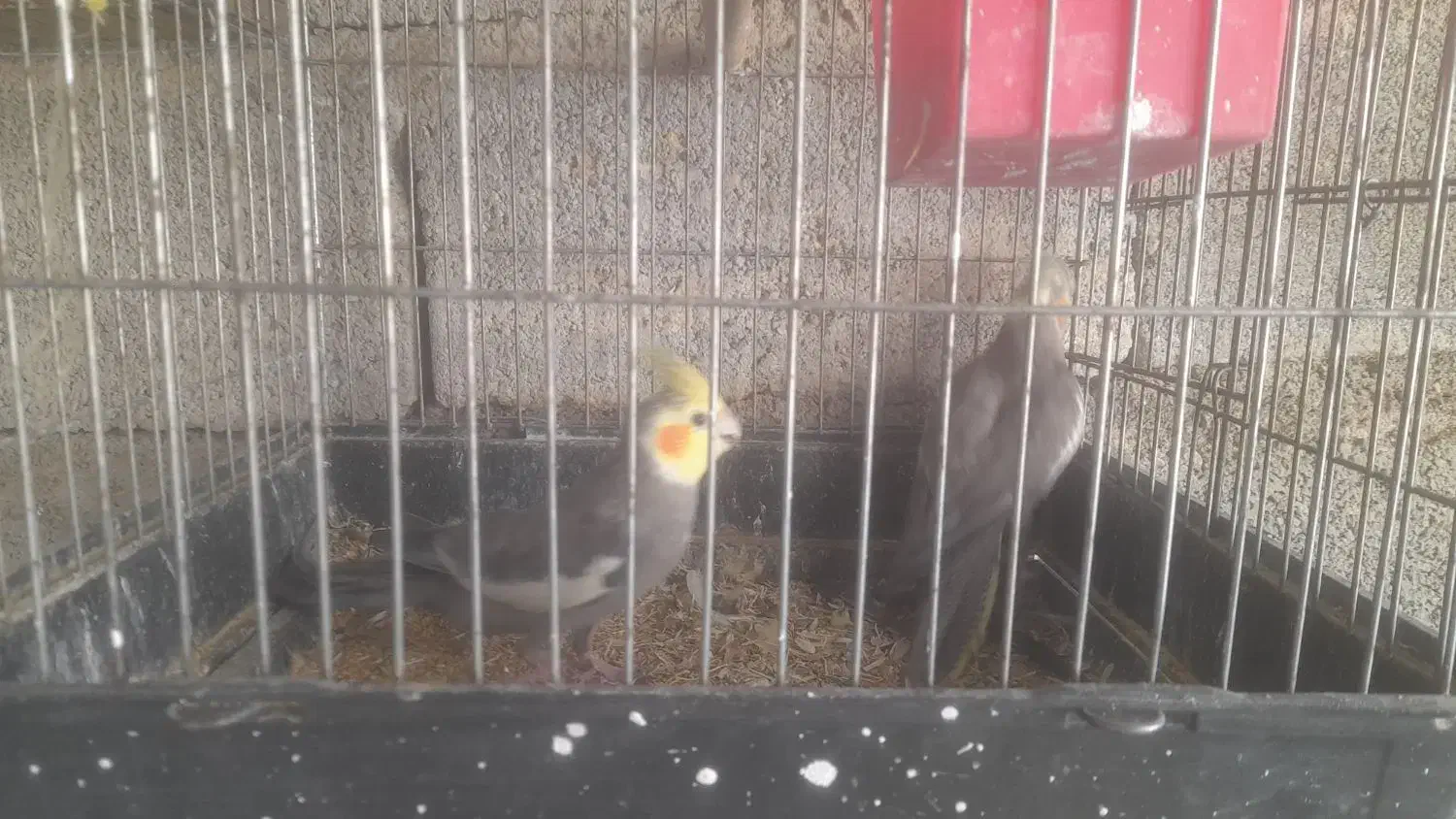 عروس هلندی|پرنده|داراب, |دیوار