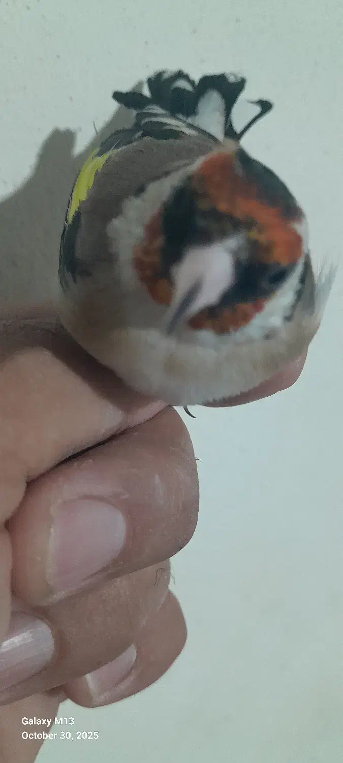 سهره|پرنده|جونقان, |دیوار