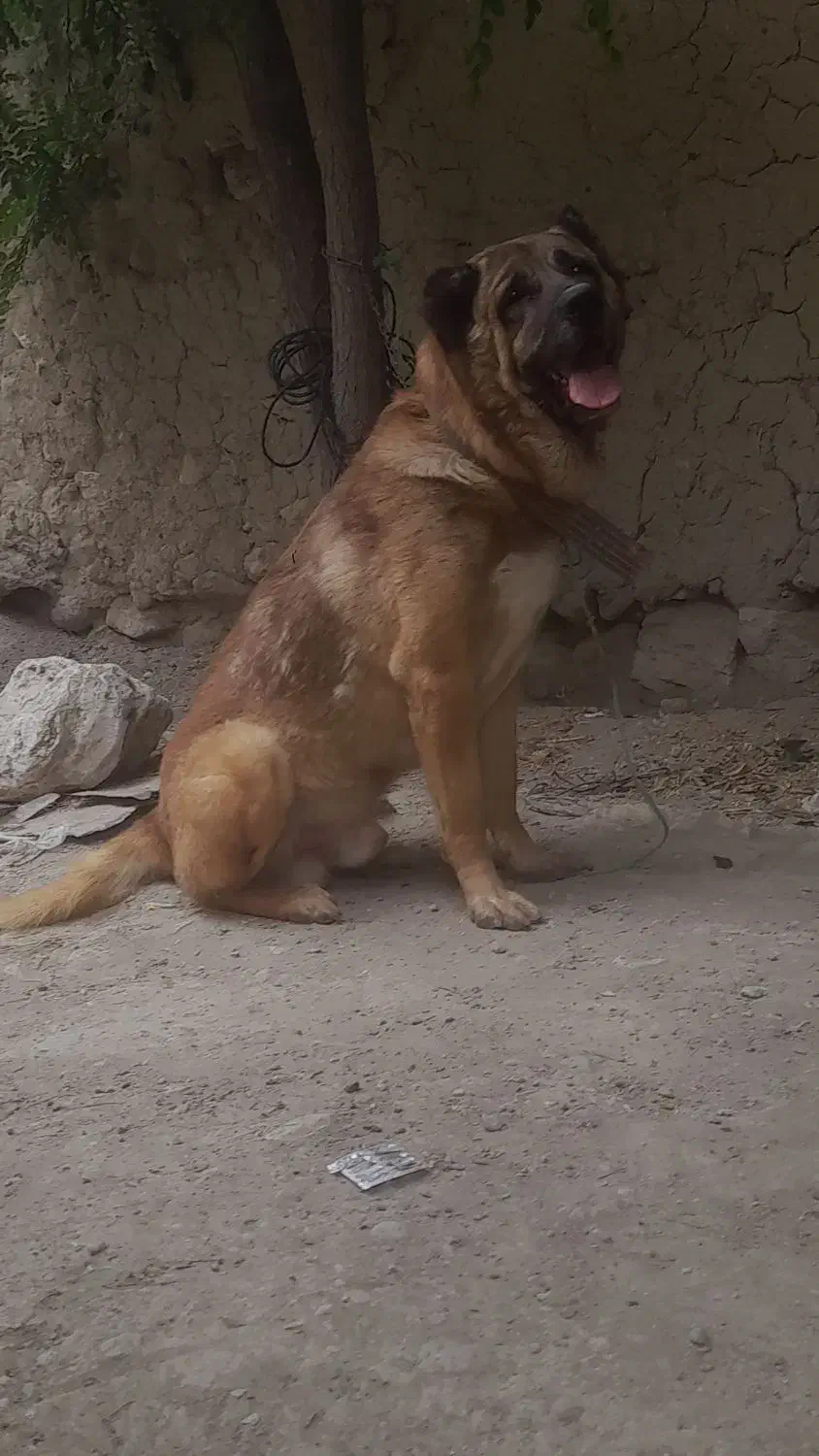 سک سرابی|سگ|اردبیل, |دیوار