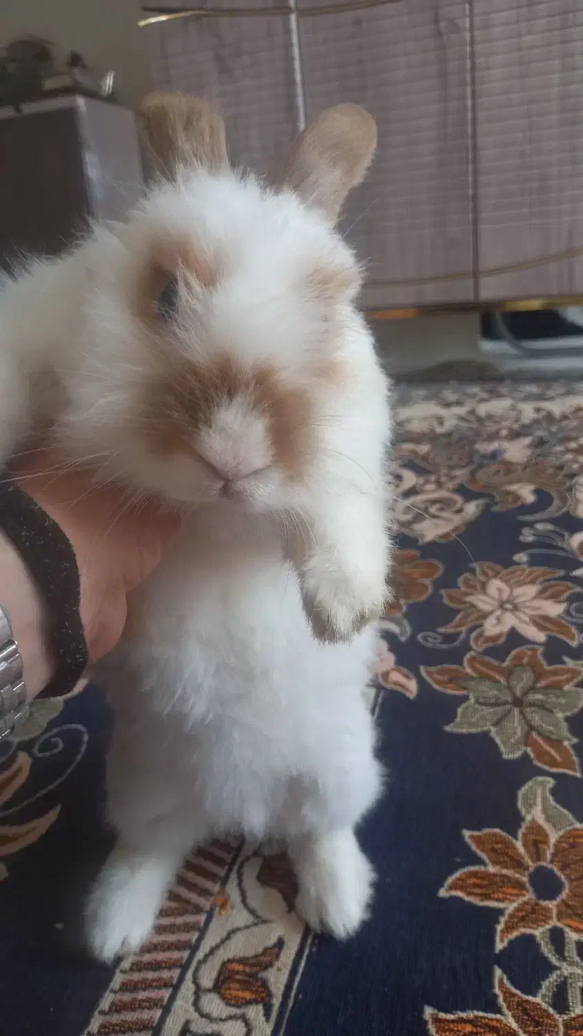 خرگوش سالم وتمیز|موش و خرگوش|بیجار, |دیوار