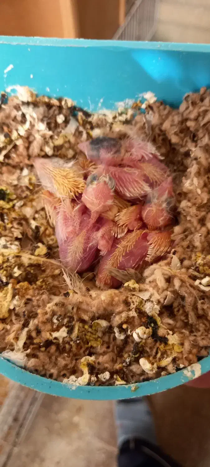 قناری جفت باجوجه|پرنده|مشهد, قائم|دیوار