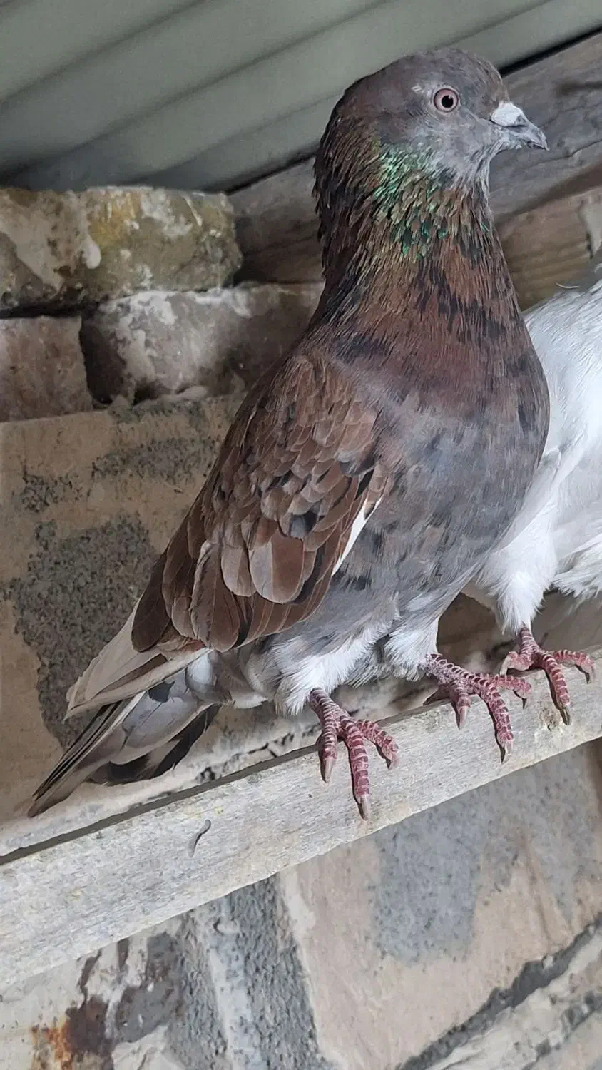 تعد ۷ عدد کبوتر پرشی|پرنده|فیرورق, |دیوار