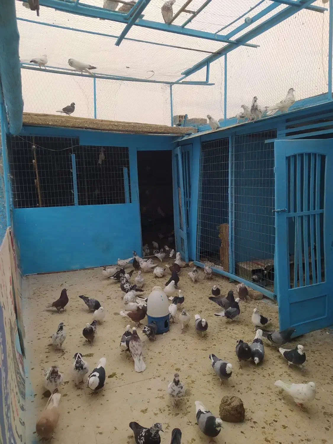 کبوتر شازده و کاشانی هستند|پرنده|پیر بکران, |دیوار