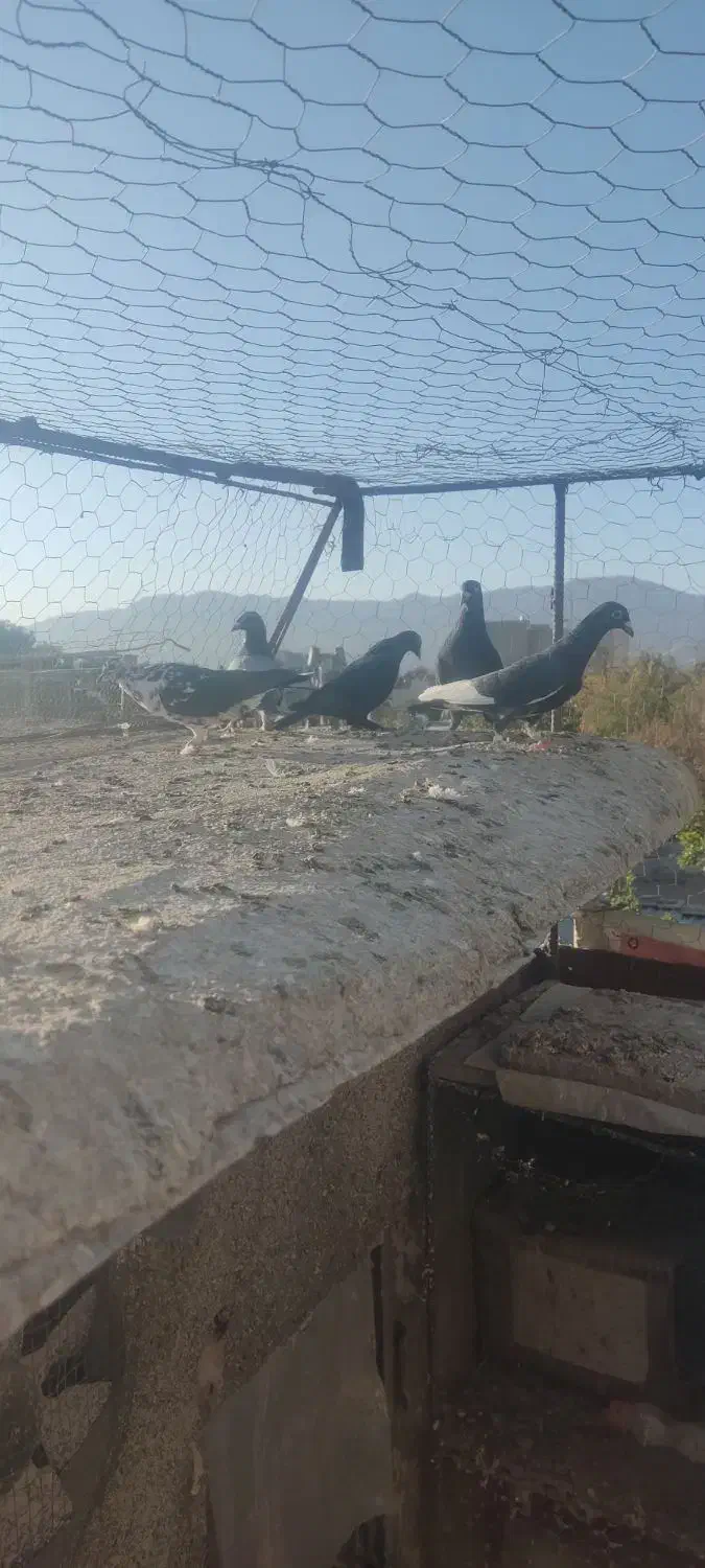 کفتر مناسب|پرنده|بیرجند, |دیوار