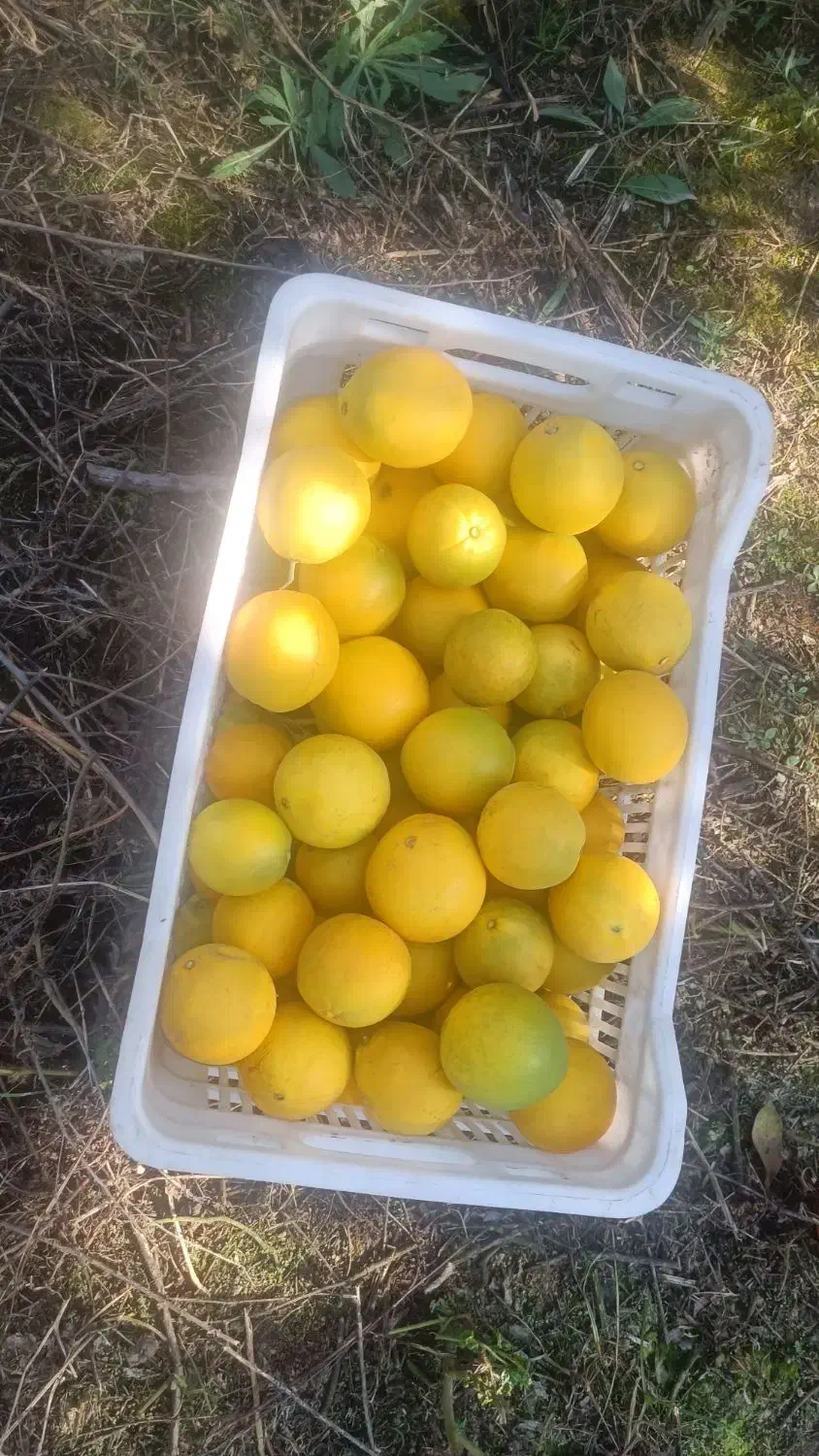 پرتقال تازه مستقیم از باغ|خوردنی و آشامیدنی|قم, محمد آباد|دیوار