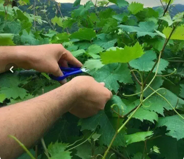 هرس درختان و سم پاشی|خدمات باغبانی و درختکاری|خمینی‌شهر, |دیوار