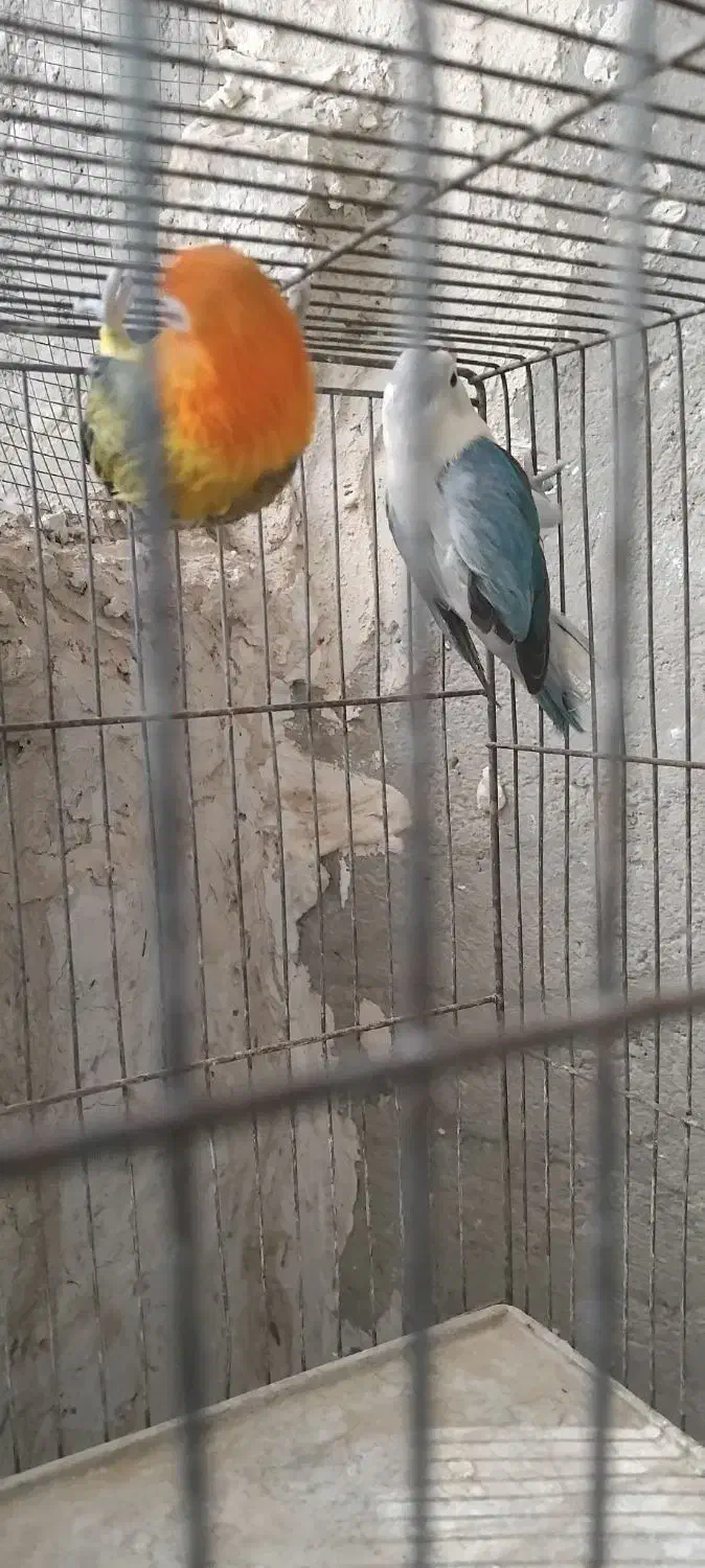 کتوله|پرنده|سراوان, |دیوار