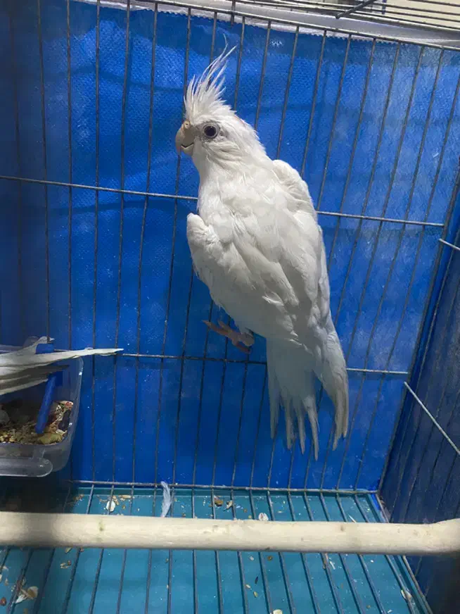 آلبینو ماده معاوضه|پرنده|تبریز, |دیوار