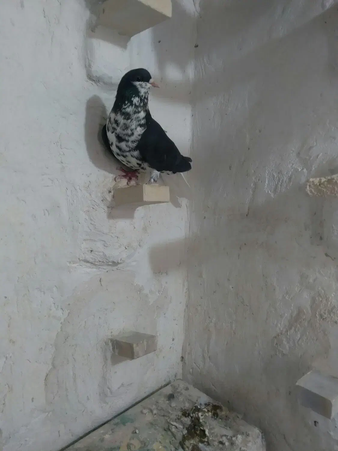 کبوتر فروشی|پرنده|آباده, |دیوار