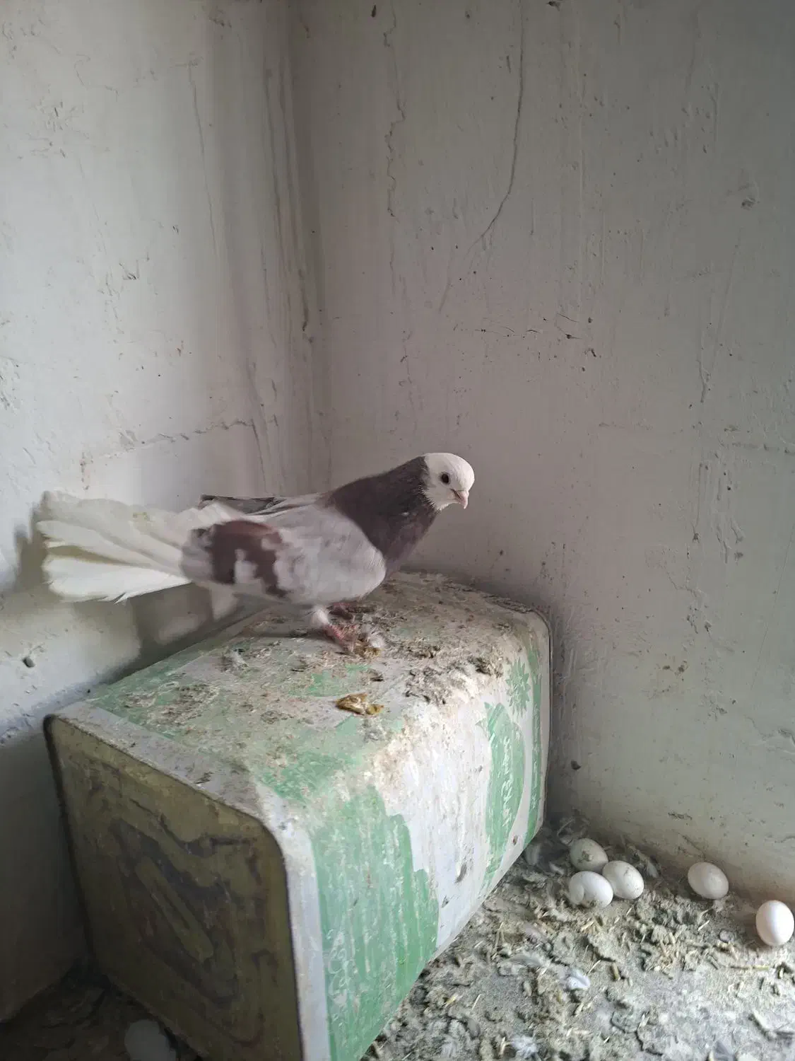 کبوتر شازده همشون قیمتهاشون فرق داره|پرنده|ایلخچی, |دیوار