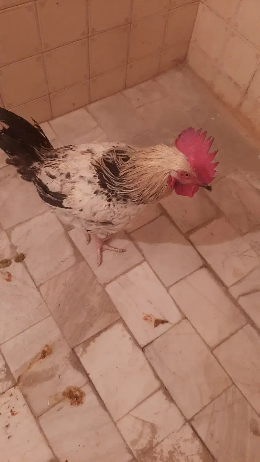 خروس جوان ، خوش هیکل|حیوانات مزرعه|تهران, جیحون|دیوار