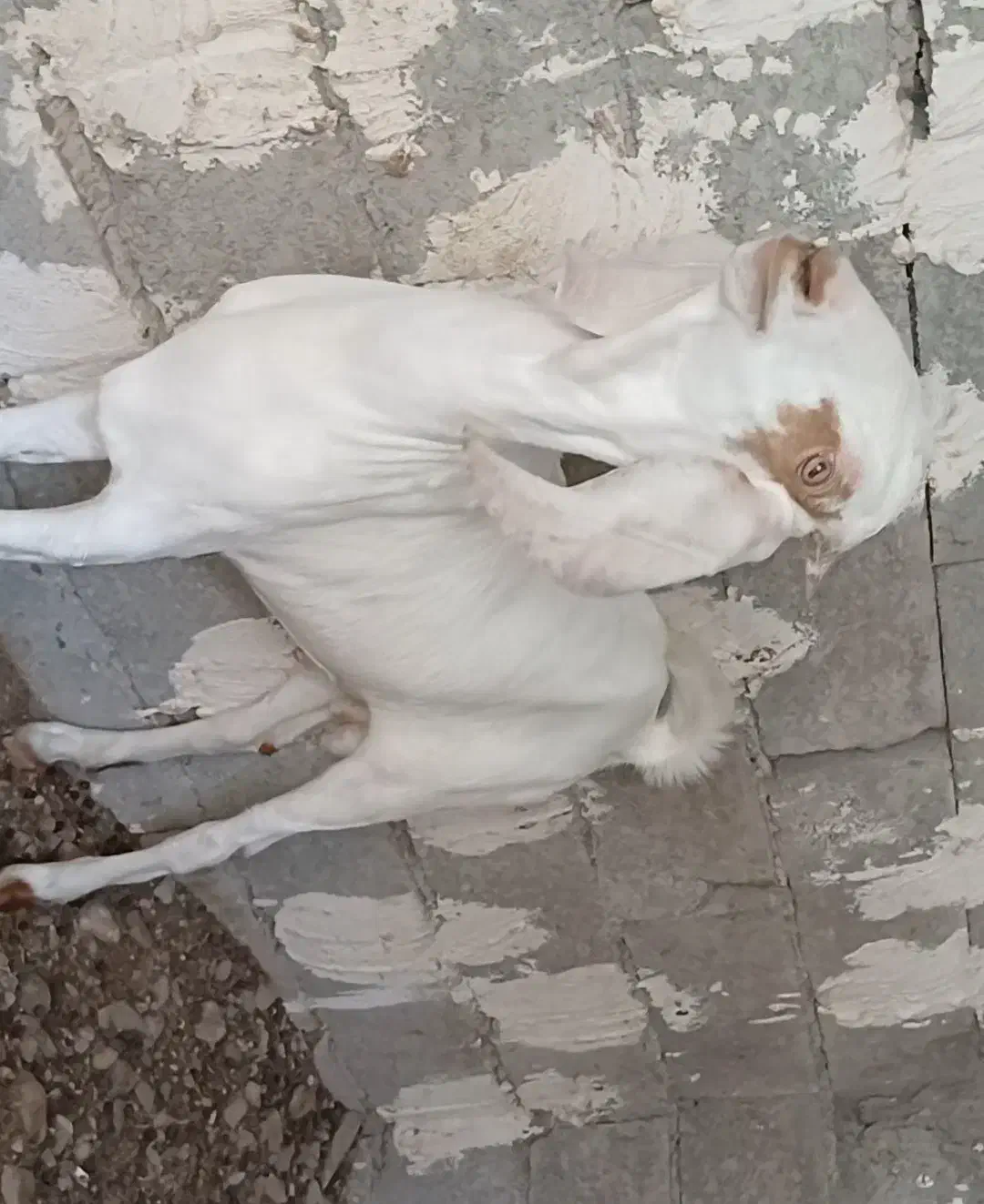 سلام فروش نری گلابی|حیوانات مزرعه|بندرلنگه, |دیوار