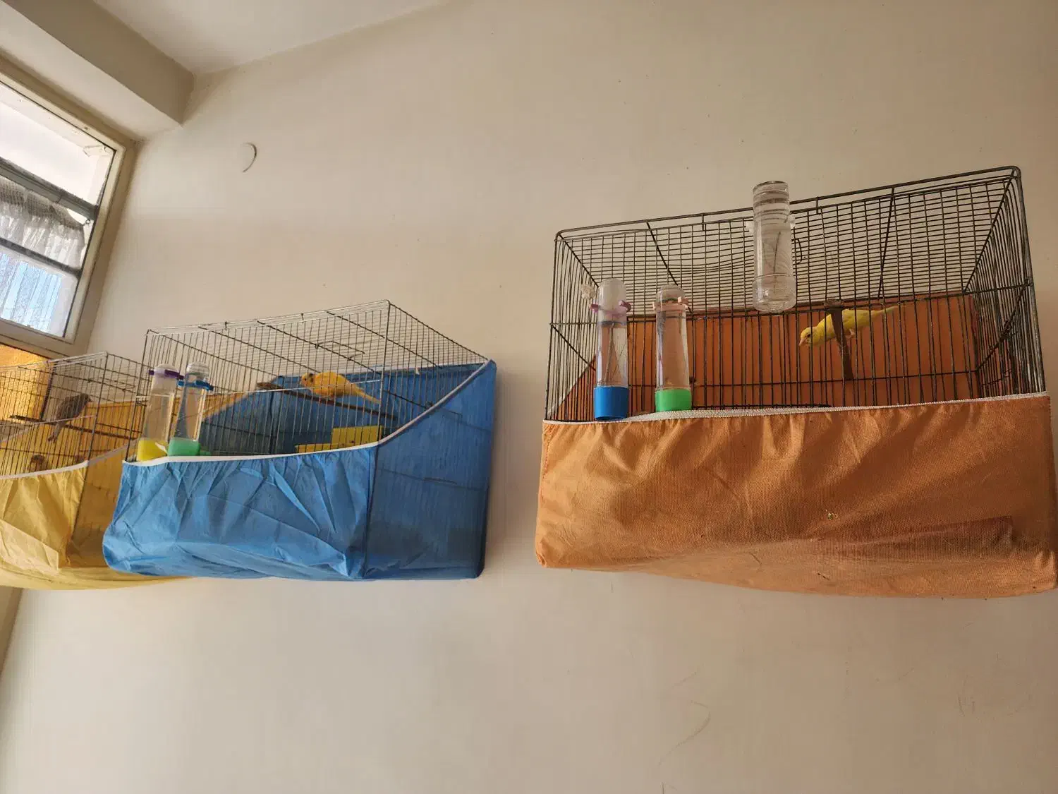 قناری نر و ماده بخون|پرنده|ساوه, |دیوار