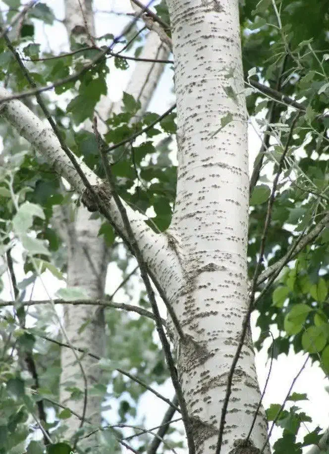 توزیع نهال کبوده ۱ الی۱ نیم متری(۳۵هزار)|خدمات باغبانی و درختکاری|اشتهارد, |دیوار