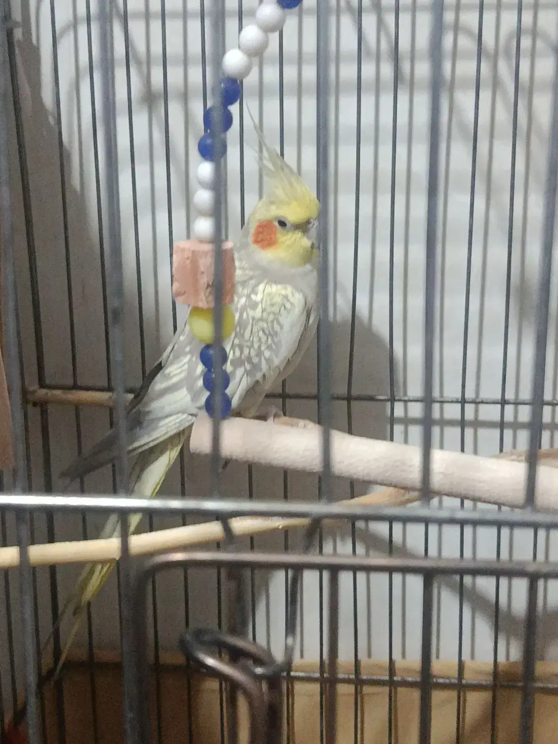 عروس هلندی|پرنده|نظرآباد, نجم آباد|دیوار