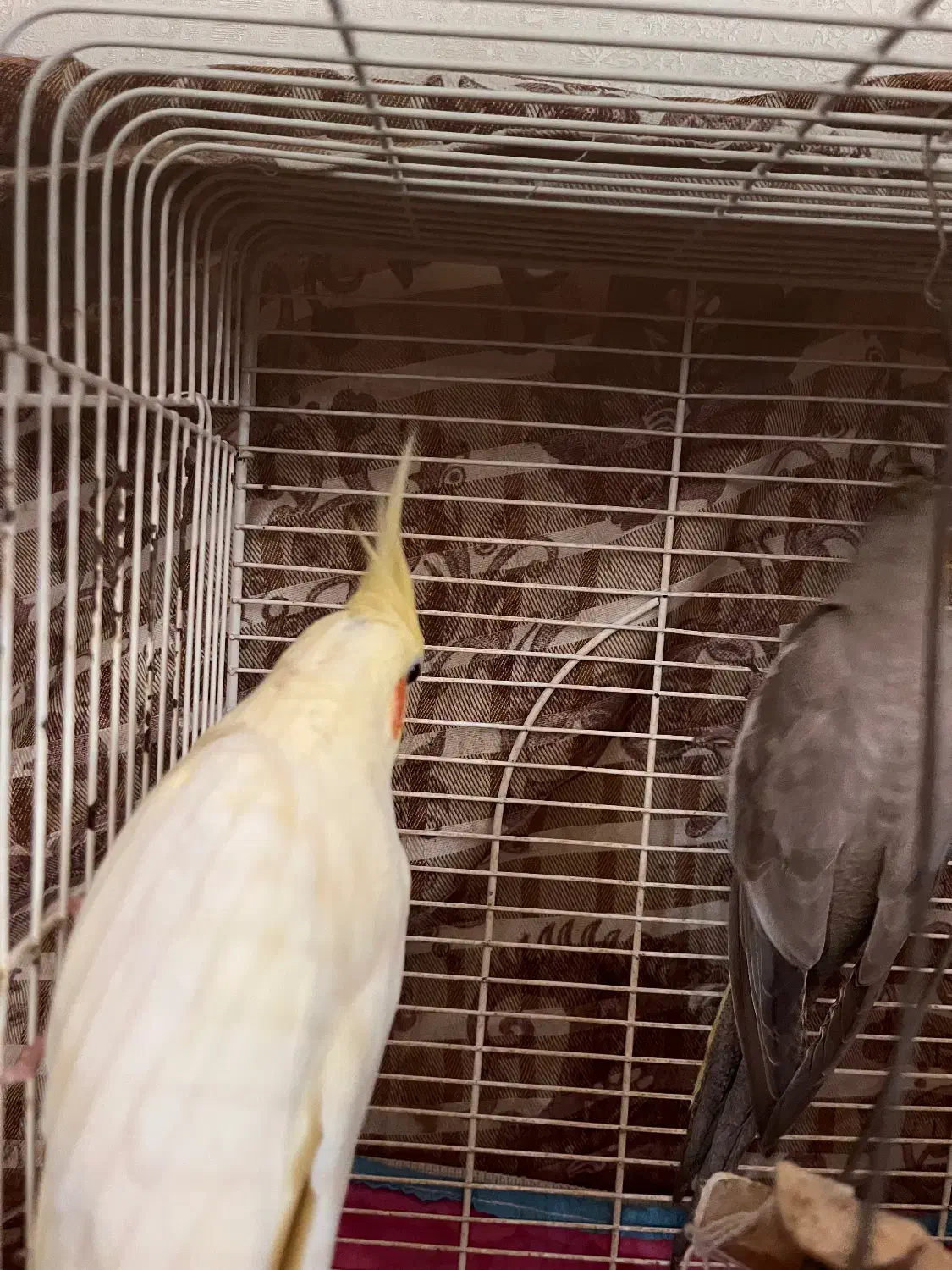 عروس هلندی بالغ لوتینو|پرنده|آستارا, |دیوار