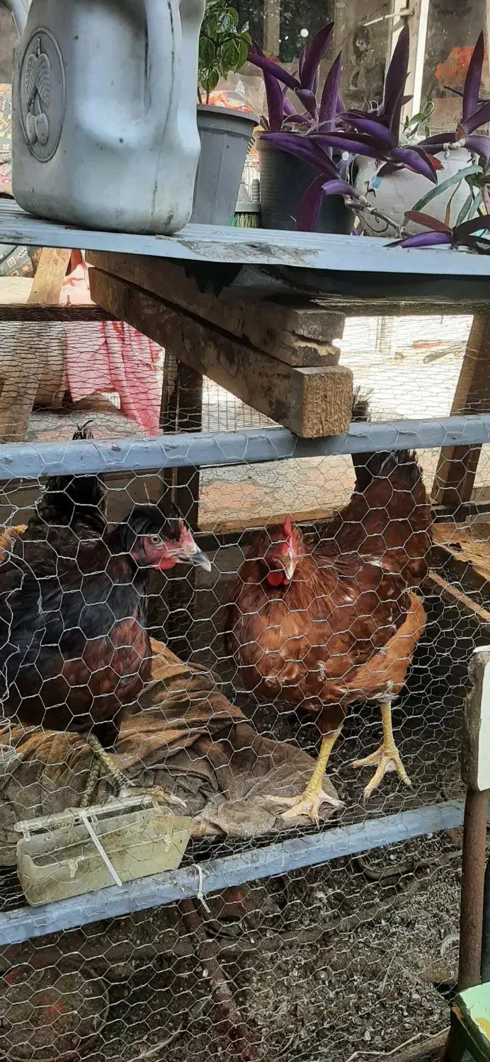 مرغ کاکلی ۴۰۰|حیوانات مزرعه|رشت, جانبازان|دیوار