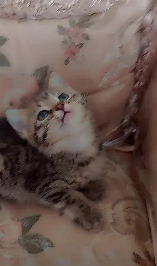 گربه گوگولی|گربه|ری, فیروزآبادی|دیوار