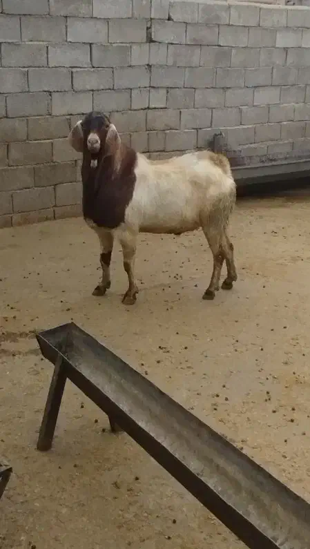 نر بز اصیل|حیوانات مزرعه|کنگاور, |دیوار