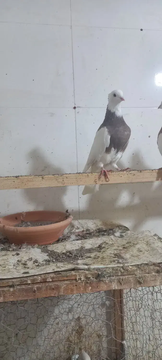 کبوتر طوقی|پرنده|کاشمر, |دیوار