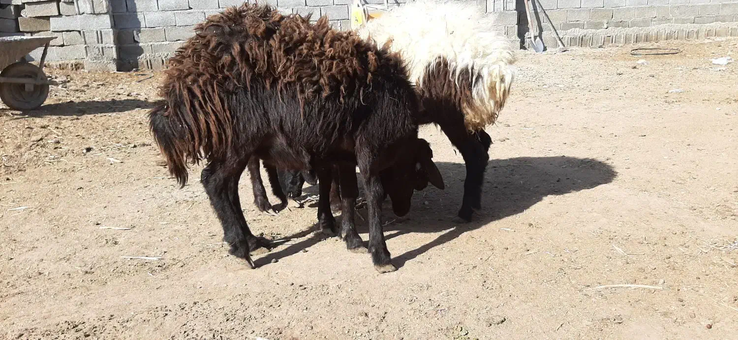 ۳راس گوسفند. بره ماده طقلی افشار پای قوچ|حیوانات مزرعه|فردیس, شهرک ناز|دیوار