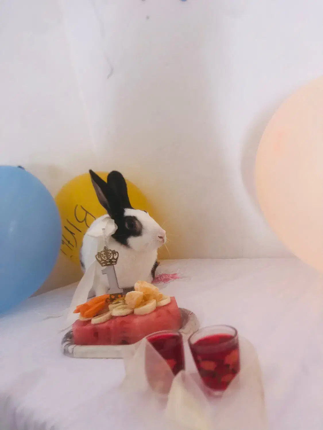 واگذاری رایگان ۲خرگوش ماده باهم|موش و خرگوش|مشهد, شهید آوینی|دیوار