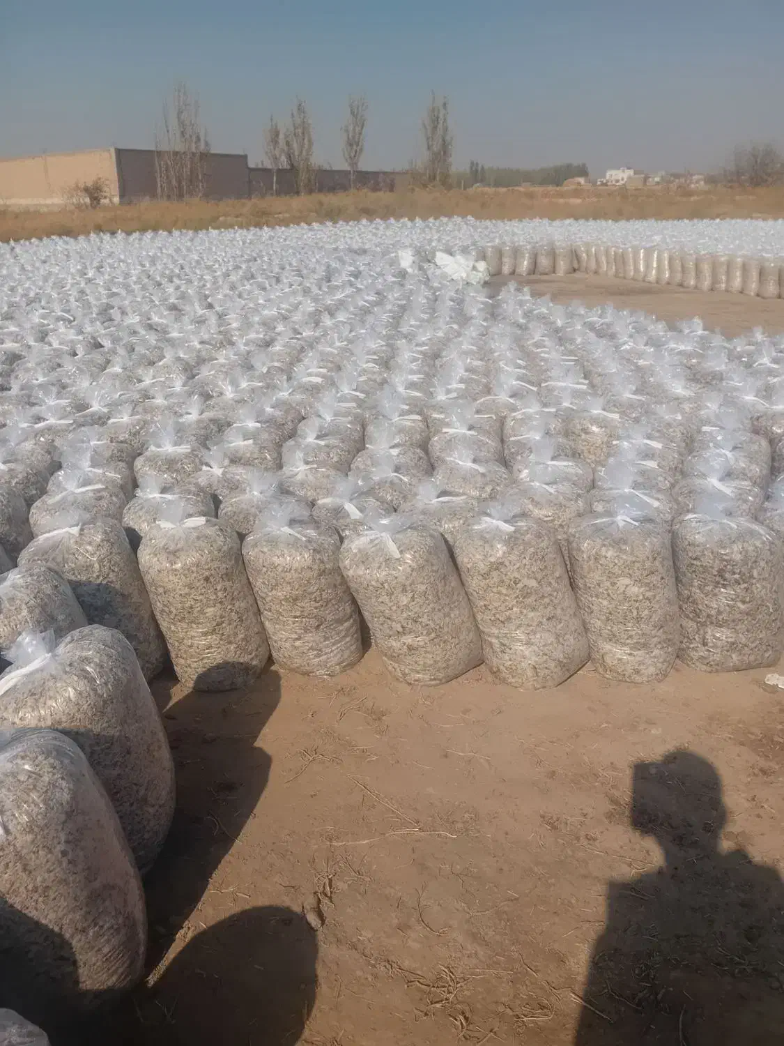 چغندر وتفاله چغندر وسیب وذرت|عمده‌فروشی|تکاب, |دیوار