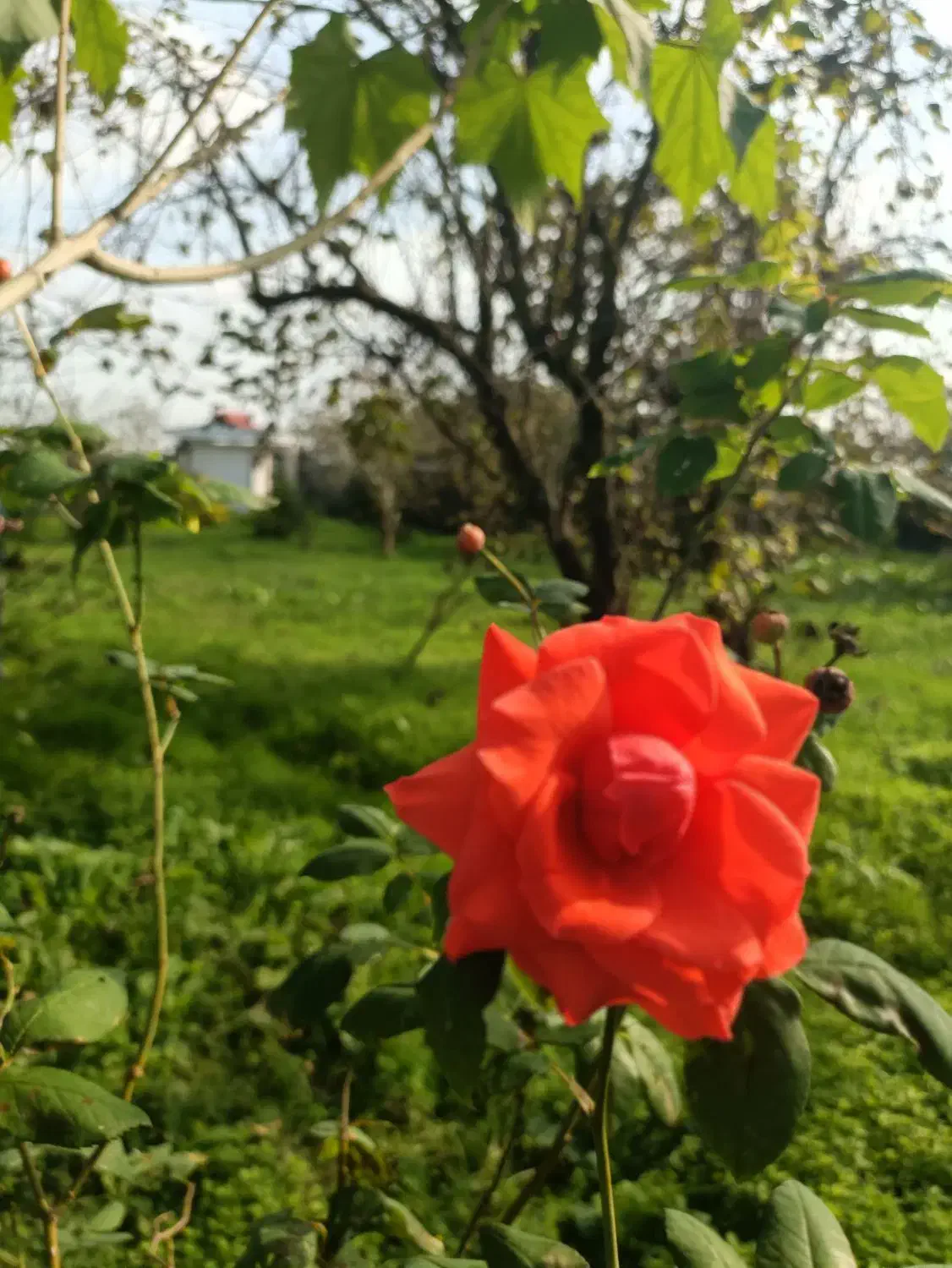 زمین مسکونی ۲۵۰متر|فروش زمین و ملک کلنگی|رضوانشهر, |دیوار