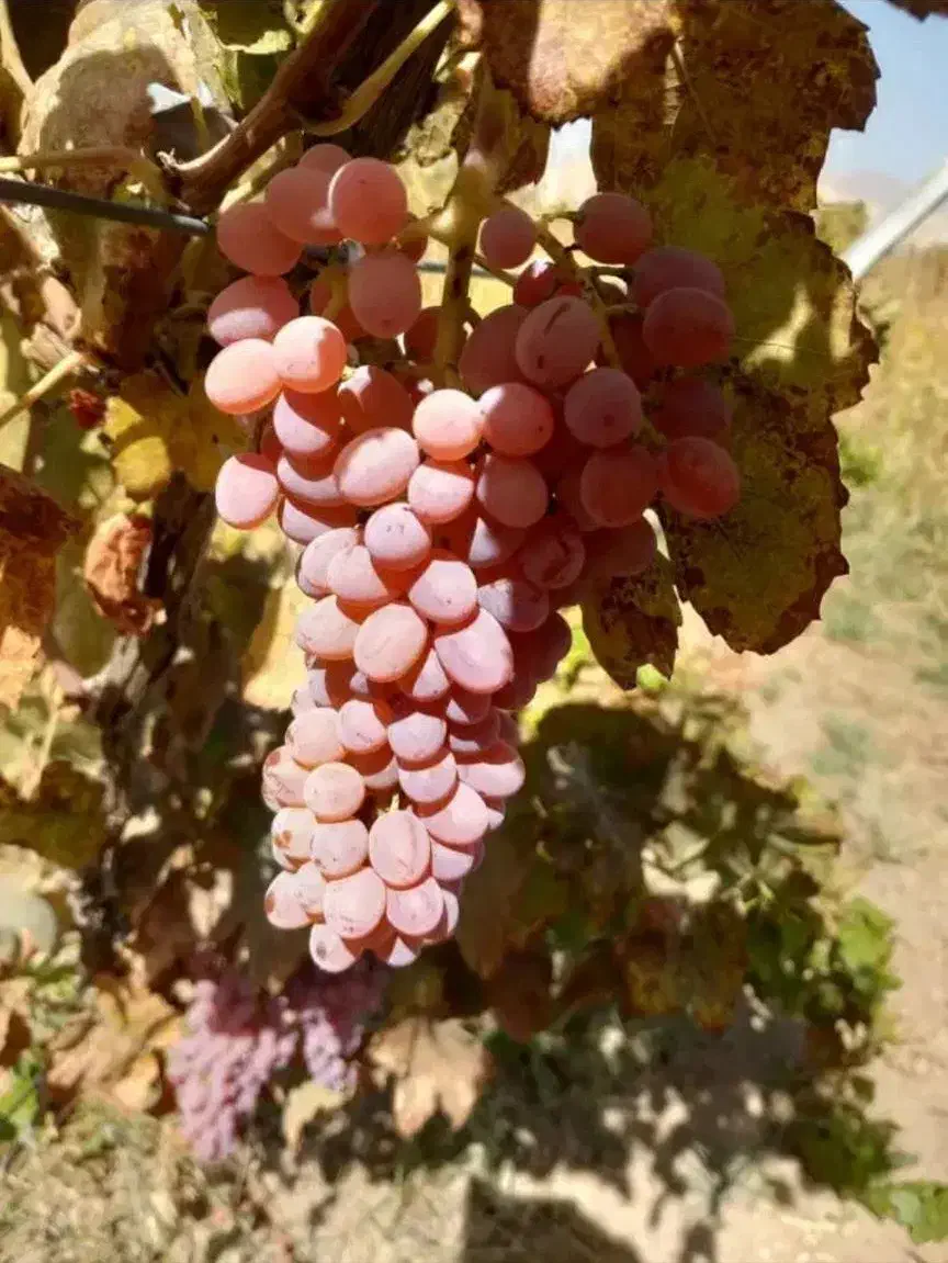 بزرگترین نهالستان تولید کننده انواع نهال|خدمات باغبانی و درختکاری|خرمآباد, |دیوار