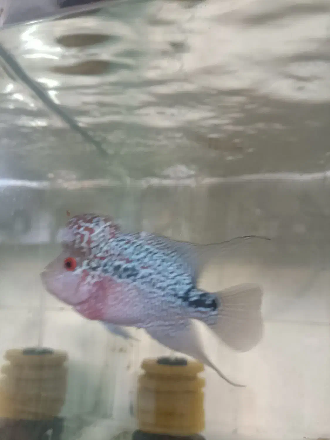 ماهی فلاور|ماهی|همدان, |دیوار