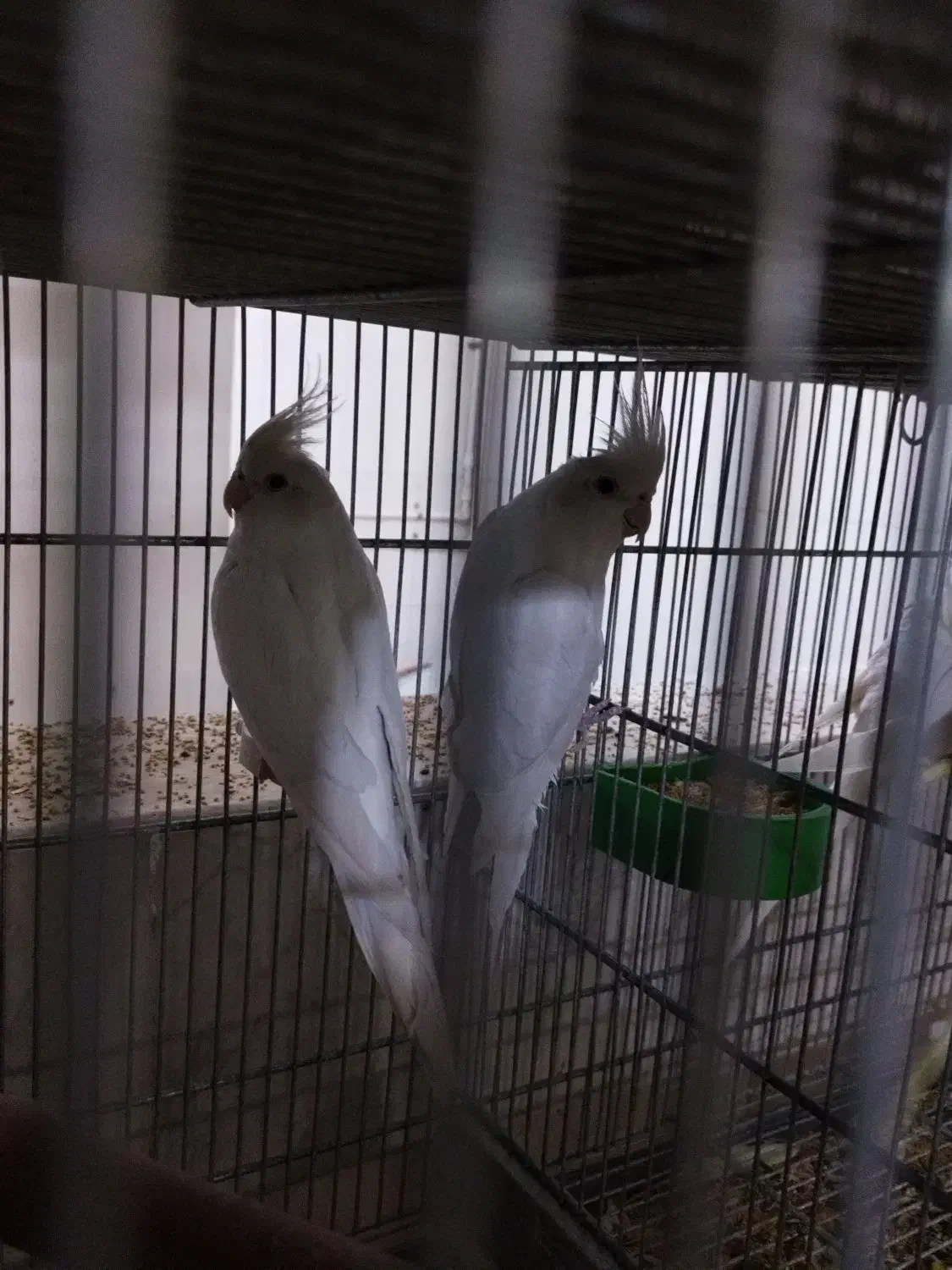 عروس هلندی آلبینو مولد کار حلقه ب پا|پرنده|قم, نوبهار|دیوار