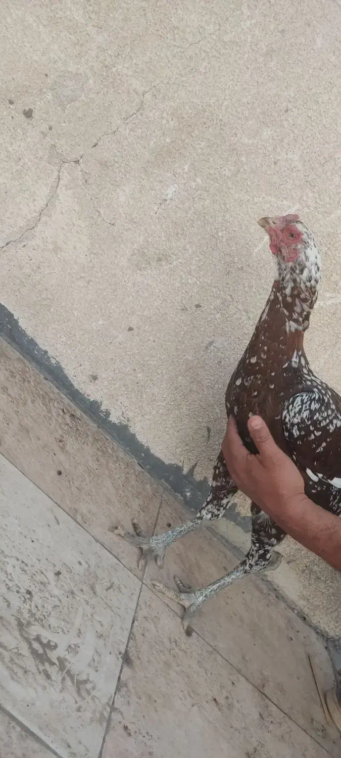 حیوانات مزرعه|حیوانات مزرعه|میناب, |دیوار