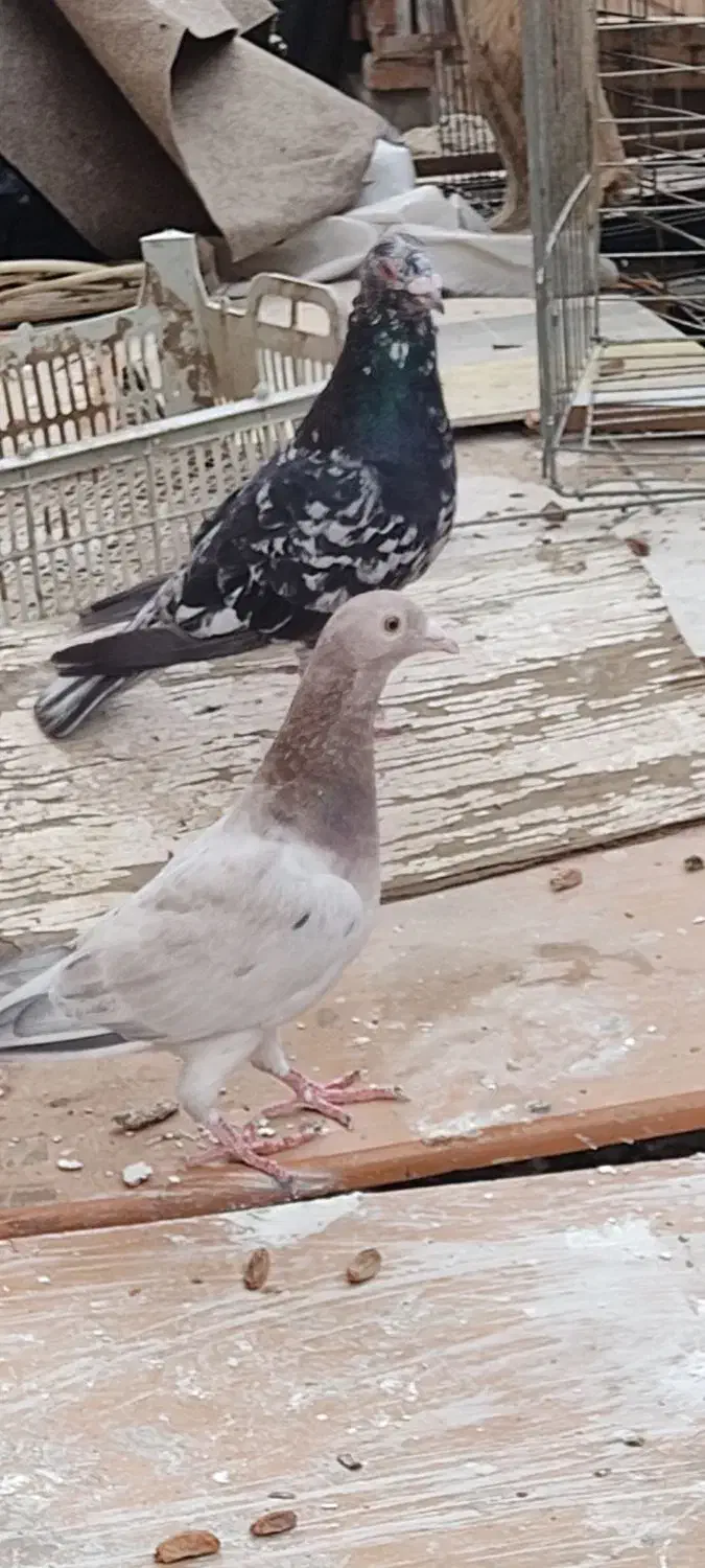 کبوتر کوهی دورگ سیاه|پرنده|اهواز, شهرک اکباتان|دیوار