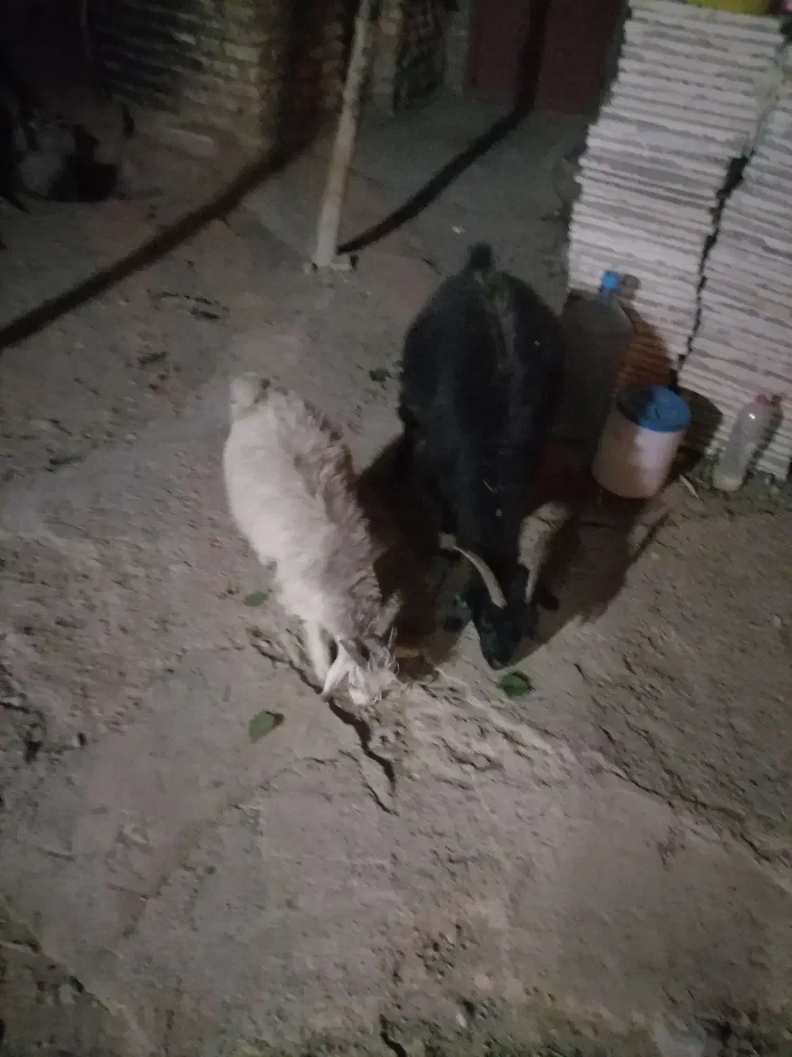 یک راس بز و کره|حیوانات مزرعه|کرمان, |دیوار