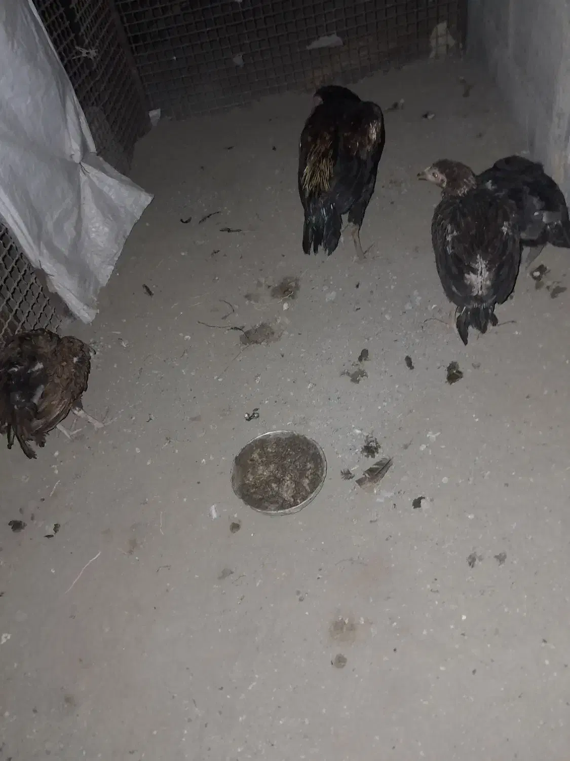 جوجه فروشی|حیوانات مزرعه|بند زرک, |دیوار