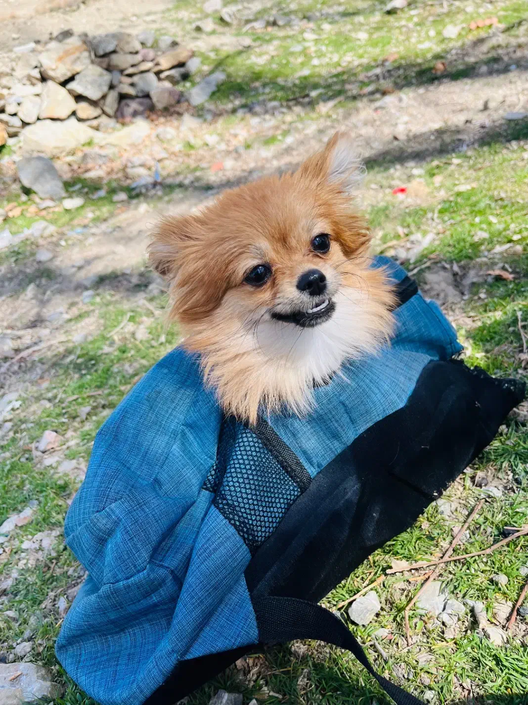 پامر روباهی نژاد دار|سگ|یزد, |دیوار