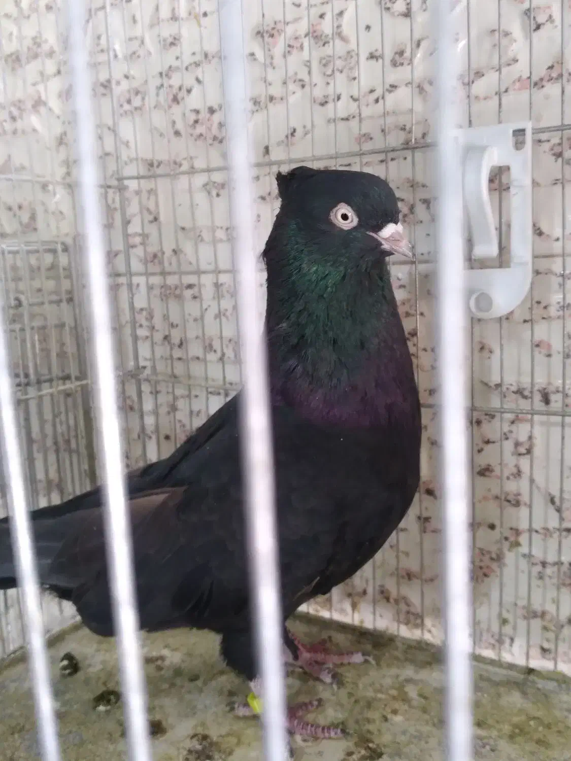 جفت گاه کبوتر|پرنده|صدرا-فارس, فاز ۱|دیوار