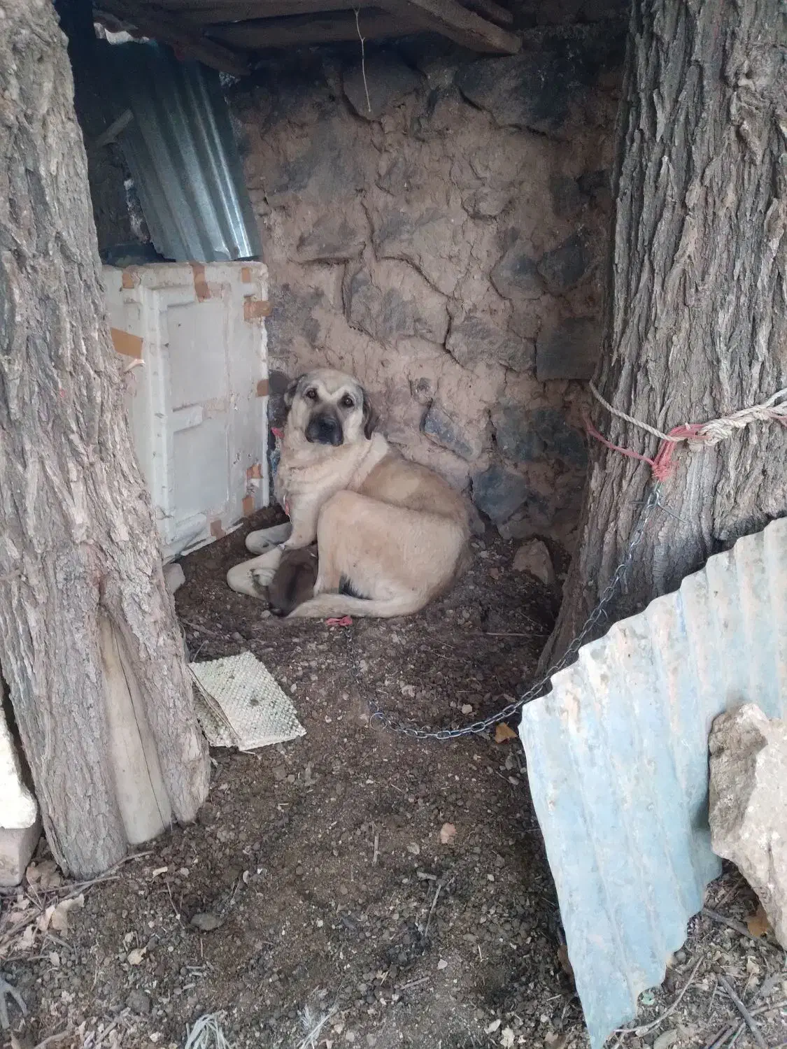 سگ ماده سرابی وتوله|سگ|گل تپه, |دیوار