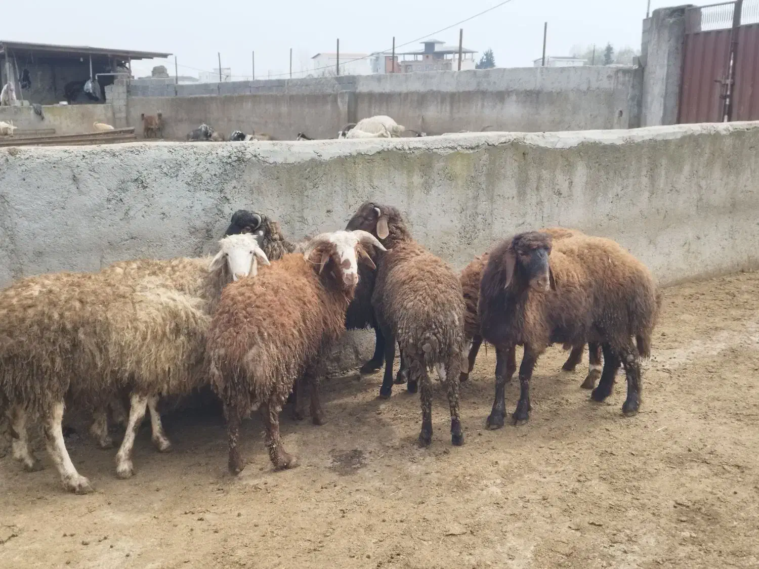 بره نر|حیوانات مزرعه|زرگرشهر, |دیوار