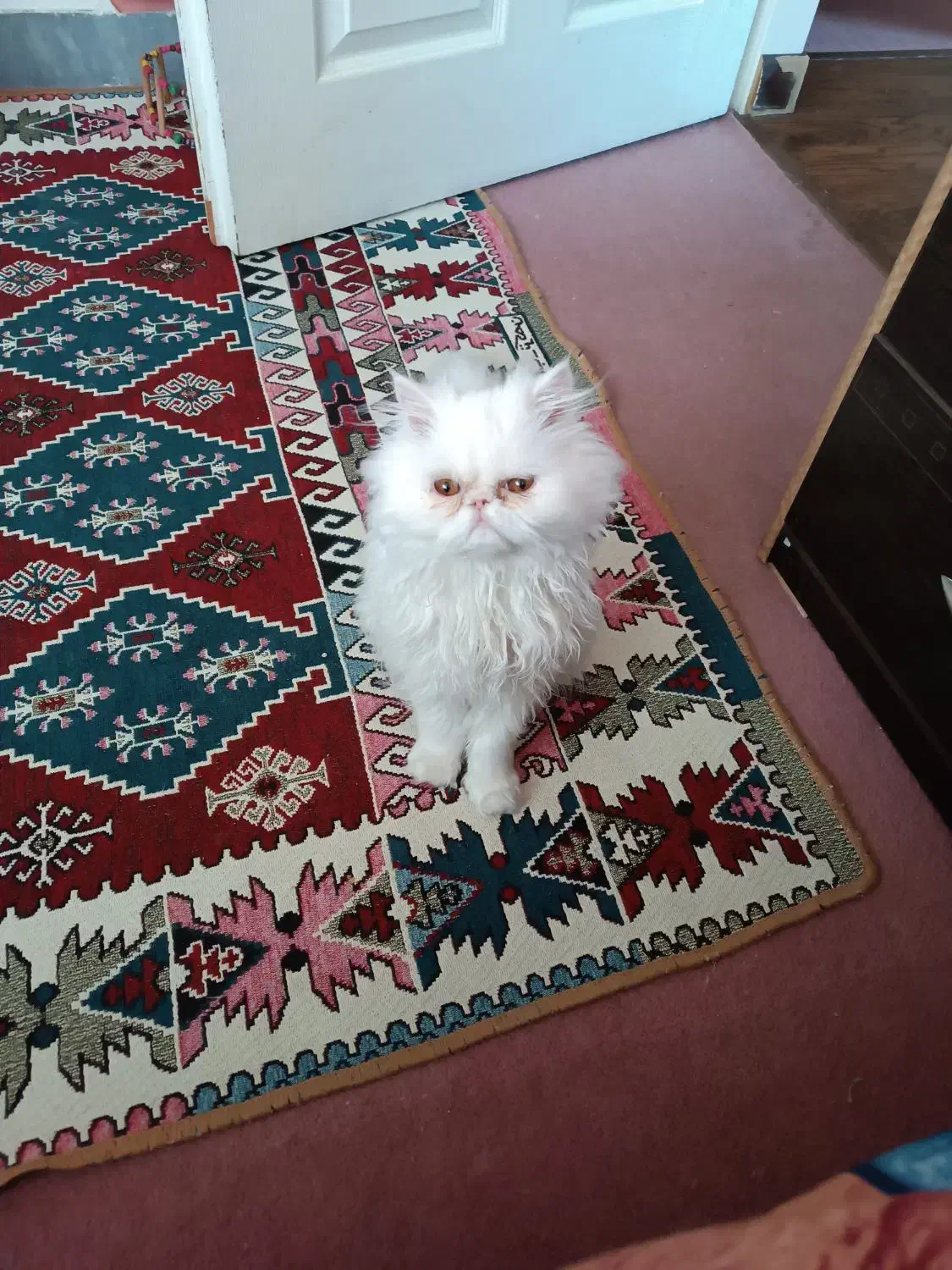 واگذاری گربه ی پرشین نر اصیل|گربه|صدرا-فارس, فاز ۱|دیوار