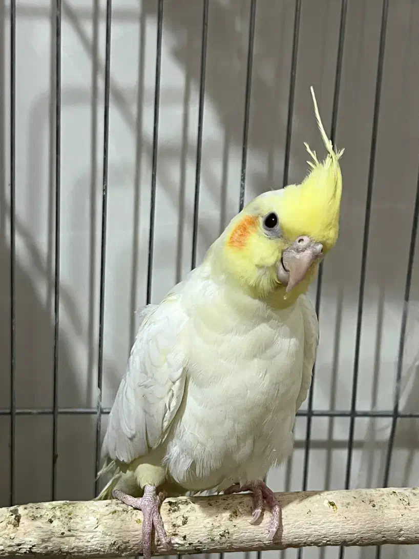 عروس هلندی ۵ تخم|پرنده|انار, |دیوار