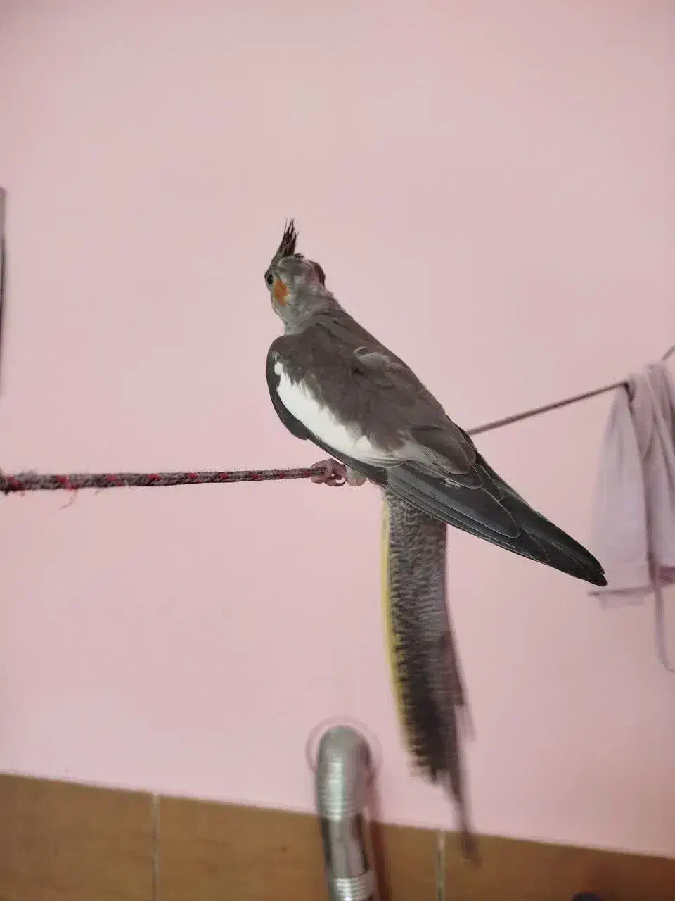 جوجه عروس هلندی|پرنده|شیراز, کوشک میدان|دیوار