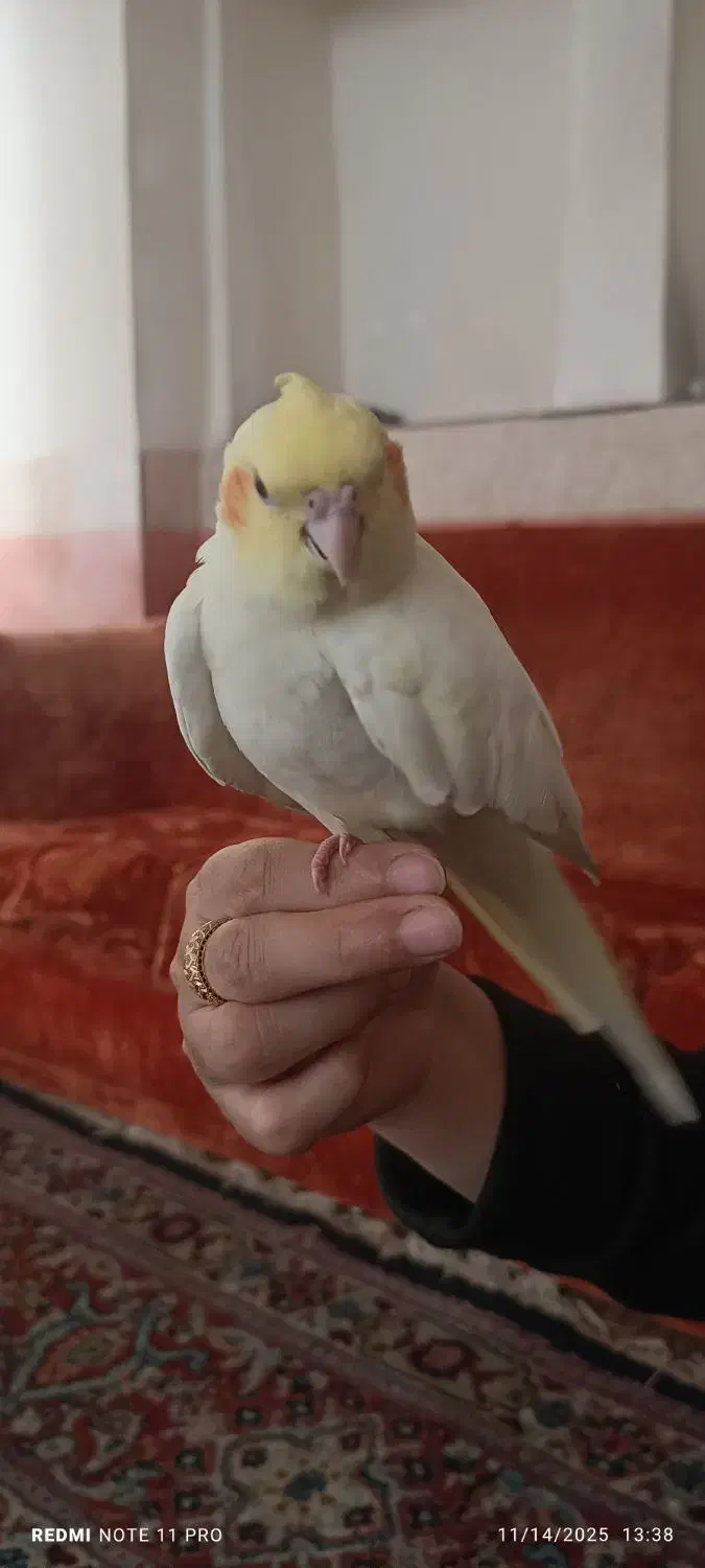 عروس هلندی لیمو گمشده چهارمردان|پرنده|قم, چهار مردان|دیوار