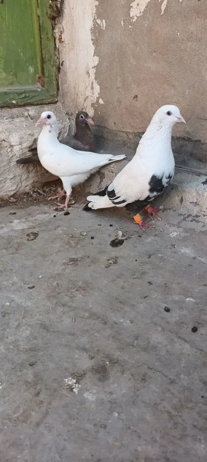 با سلام چند عدد کبوتر|پرنده|اهواز, دانشگاه چمران|دیوار
