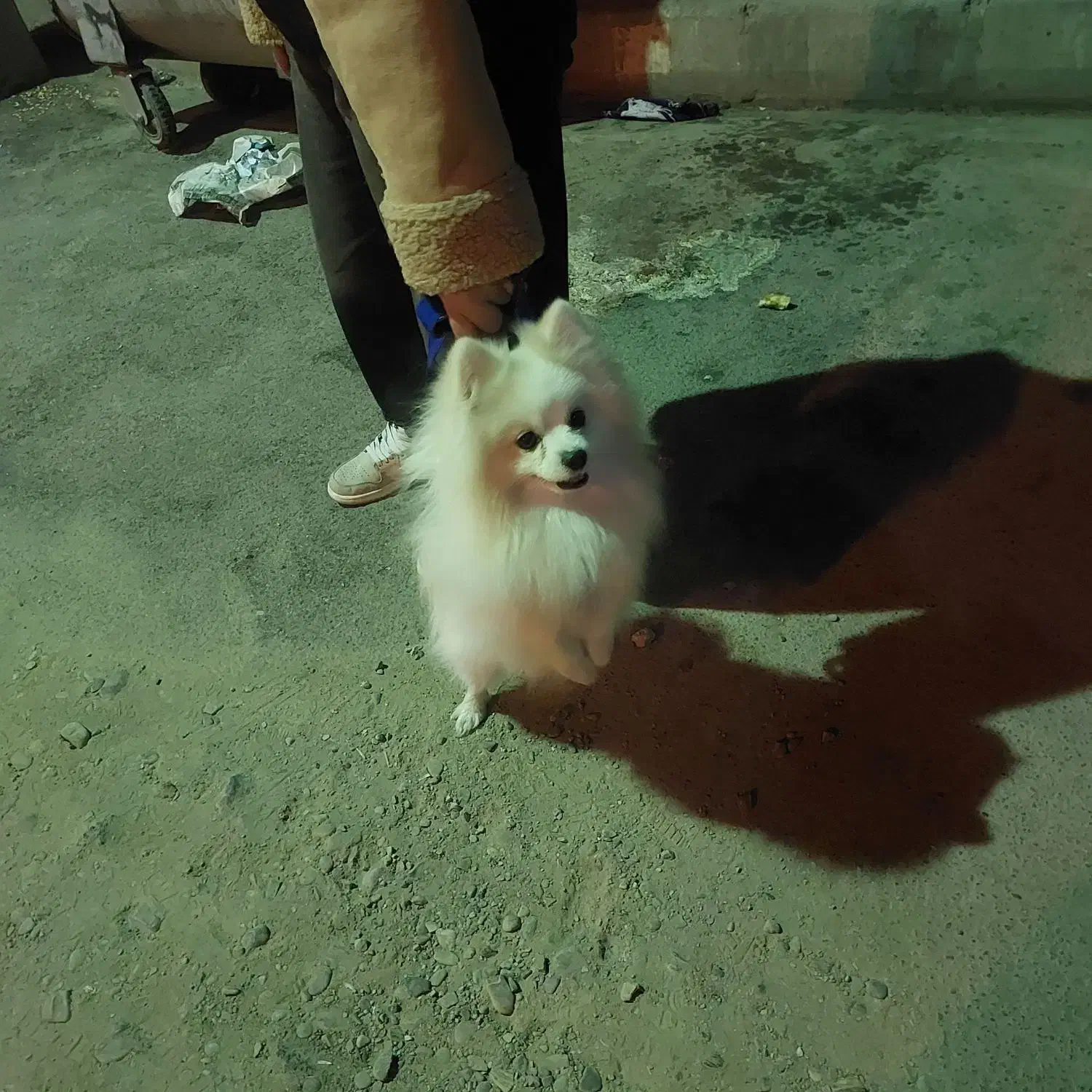 سگ پامرین اصیل|سگ|پیشوا, |دیوار