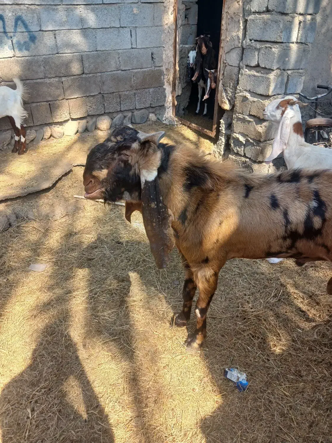 اصل|حیوانات مزرعه|میناب, |دیوار