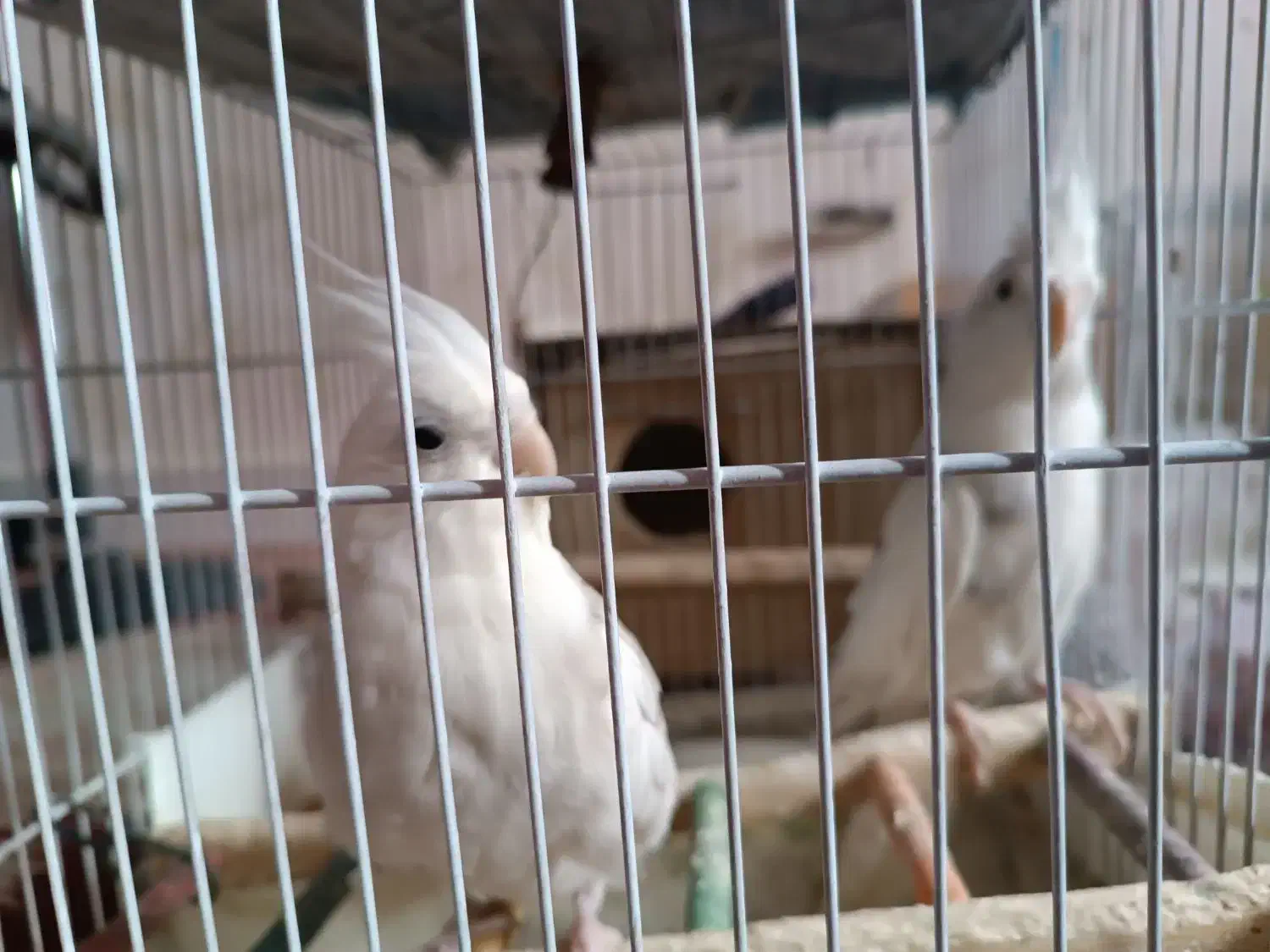 عروس هلندی البینو دوکت|پرنده|اصفهان, شهید رجایی|دیوار