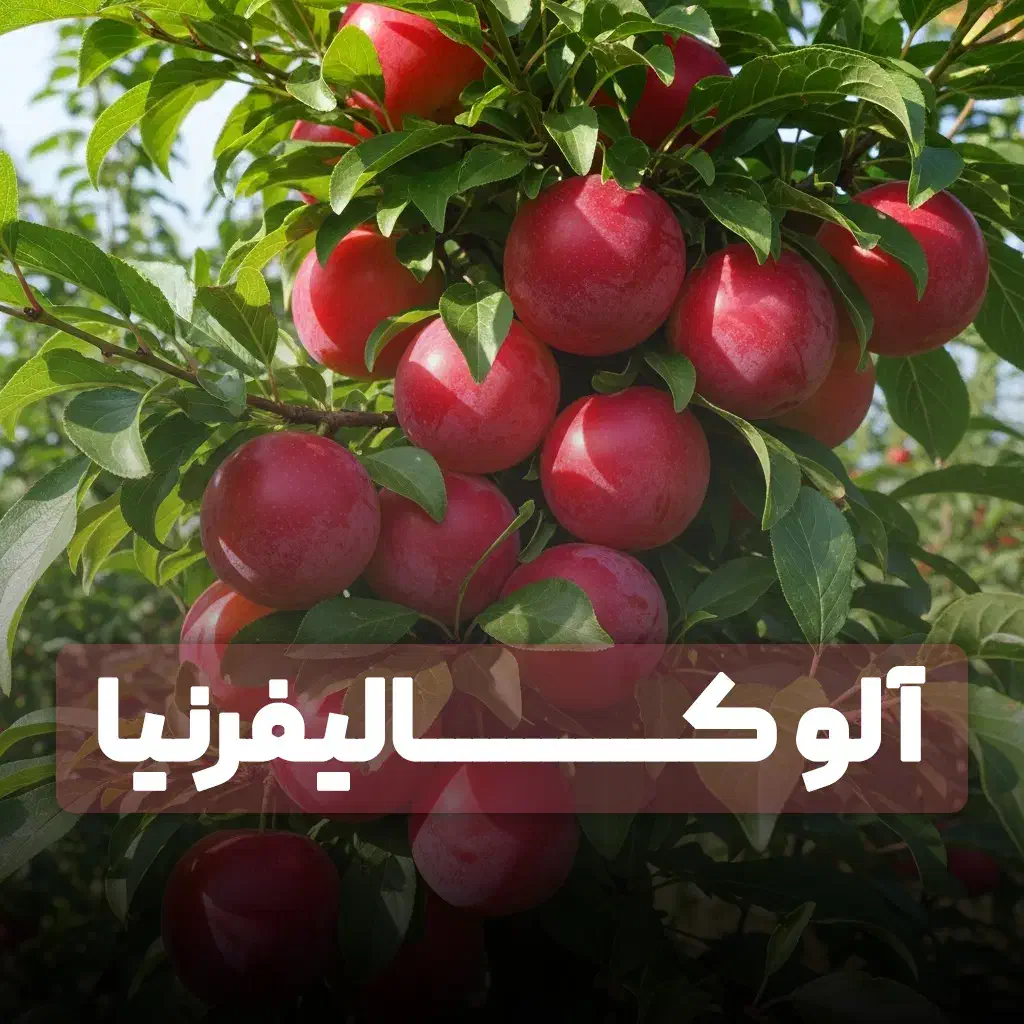 نهال انجیر با رشد سریع و محصول پایدار|خدمات باغبانی و درختکاری|رشت, خمیران زاهدان|دیوار